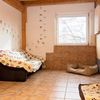 Hundepension. Hundezentrum in St. Leon‑Rot Hundherum – Hundepension & Hundeschule