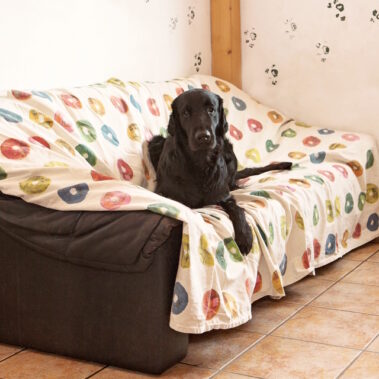 Hundepenstion. Hundezentrum in St. Leon‑Rot Hundherum – Hundepension & Hundeschule