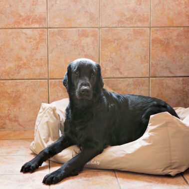 Hundepension. Hundezentrum in St. Leon‑Rot Hundherum – Hundepension & Hundeschule